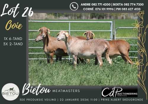 4X MEATMASTER EWE BIETOU MEATMASTERS (Pay per Animal to take all in lot)
