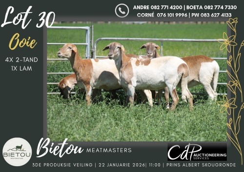 5X MEATMASTER EWE BIETOU MEATMASTERS (Pay per Animal to take all in lot)