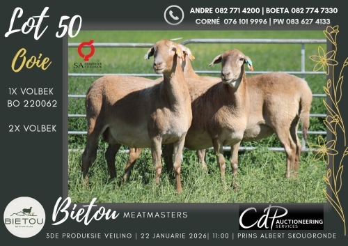 3X MEATMASTER EWE BIETOU MEATMASTERS (Pay per Animal to take all in lot)