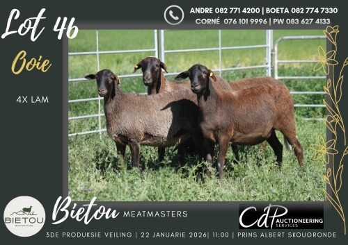 3X MEATMASTER EWE BIETOU MEATMASTERS (Pay per Animal to take all in lot)