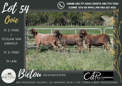 3+1X MEATMASTER EWE BIETOU MEATMASTERS (Pay per Animal to take all in lot)