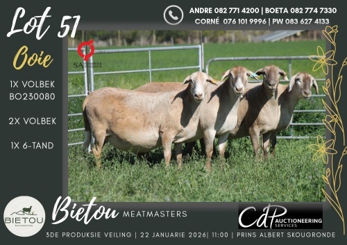 3+1X MEATMASTER EWE BIETOU MEATMASTERS (Pay per Animal to take all in lot)