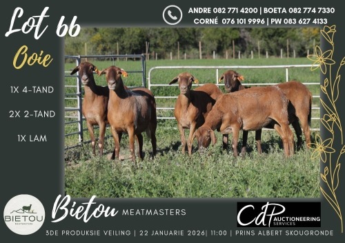 5X MEATMASTER EWE BIETOU MEATMASTERS (Pay per Animal to take all in lot)