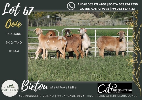 4X MEATMASTER EWE BIETOU MEATMASTERS (Pay per Animal to take all in lot)