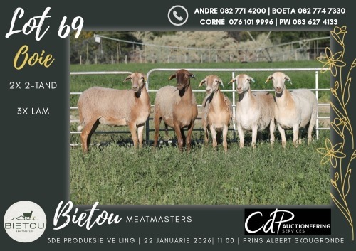5X MEATMASTER EWE BIETOU MEATMASTERS (Pay per Animal to take all in lot)
