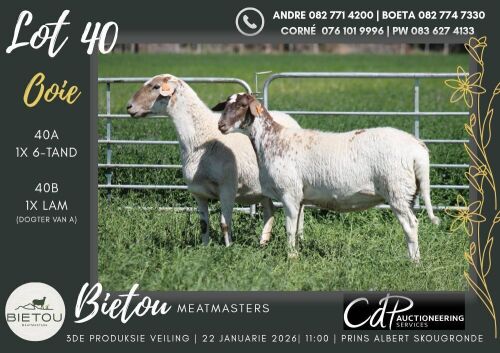 1X MEATMASTER EWE BIETOU MEATMASTERS (Pay per Animal to take all in lot)