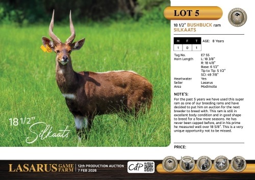 M:1 T:1 X 18 1/2" Bushbuck ram Silkaats. Lasarus Game Farm