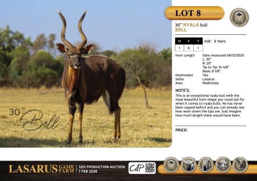 M:1 T:1 X 30" Nyala bull Bell. Lasarus Game Farm