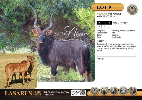 F:4 T:4 X Nyala ewes running with 32 1/2" Nixon. Lasarus Game Farm (Pay per Animal)
