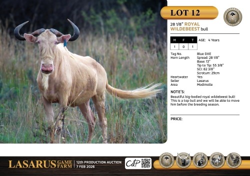 M:1 T:1 X 28 1/8" Royal wildebeest bull. Lasarus Game Farm
