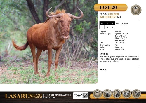 M:1 T:1 X 29 5/8" Golden wildebeest bull. Lasarus Game Farm (Pay per Animal)