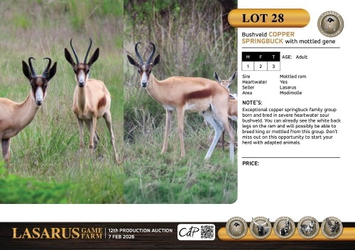 M:1 F:2 T:3 X Bushveld copper springbuck with mottled gene. Lasarus Game Farm (Pay per Animal)