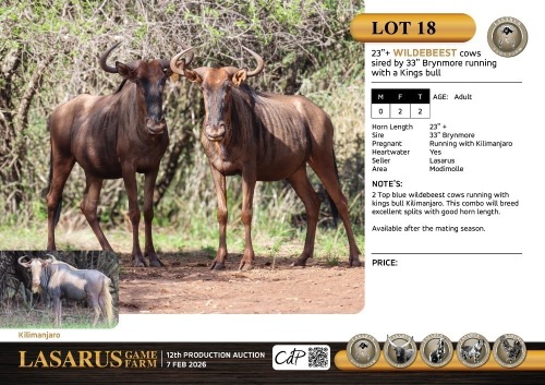 F:2 T:2 X 23"+ Wildebeest cows sired by 33" Brynmore running with a Kings bull. Lasarus Game Farm (Pay per Animal)