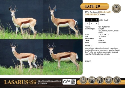 F:4 T:4 X 10" + Bushveld Kalahari springbuck ewes. Lasarus Game Farm (Pay per Animal)