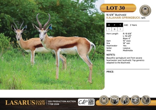 M:1 T:1 X 16 6/8"Bushveld Kalahari springbuck ram. Lasarus Game Farm