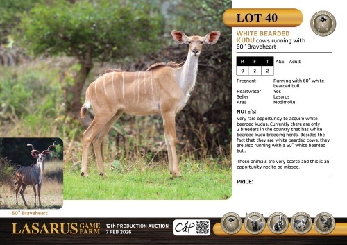 F:2 T:2 X White bearded kudu cows running with 60" Braveheart. Lasarus Game Farm