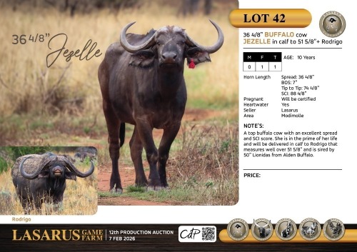 F:1 T:1 X 36 4/8" Buffalo cow Jezelle in calf to 51 5/8"+ Rodrigo. Lasarus Game Farm