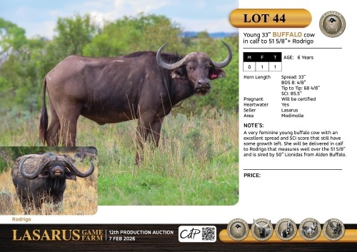 F:1 T:1 X Young 33" buffalo cow in calf to 51 5/8"+ Rodrigo. Lasarus Game Farm