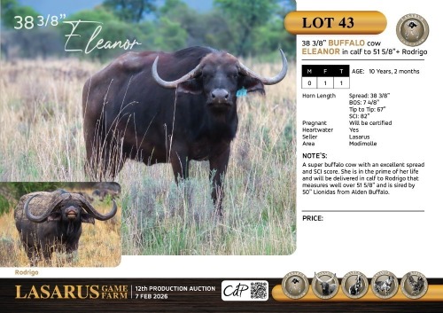 F:1 T:1 X 38 3/8" Buffalo cow Eleanor in calf to 51 5/8"+ Rodrigo. Lasarus Game Farm