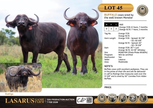 F:2 T:2 X 2 Buffalo cows sired by the well known Monster. Lasarus Game Farm (Pay per Animal)