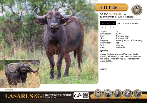 F:1 T:1 X 30 3/4" Buffalo cow running with 51 5/8"+ Rodrigo. Lasarus Game Farm