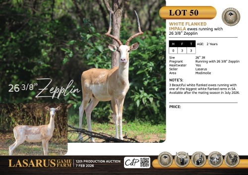 F:3 T:3 X White flanked impala ewes running with 26 3/8" Zepplin. Lasarus Game Farm (Pay per Animal)