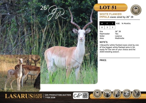 F:3 T:3 X White flanked impala ewes sired by 26" JR. Lasarus Game Farm (Pay per Animal)