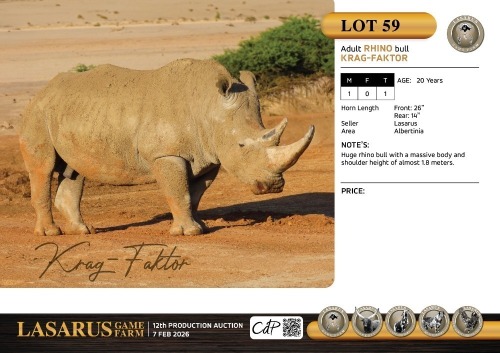 M:1 T:1 X Adult rhino bull Krag-Faktor. Lasarus Game Farm