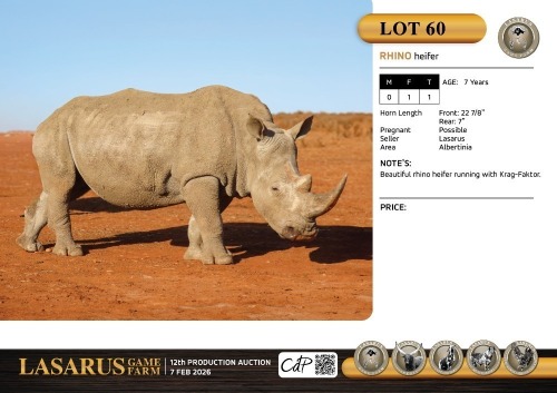 F:1 T:1 X Rhino heifer. Lasarus Game Farm