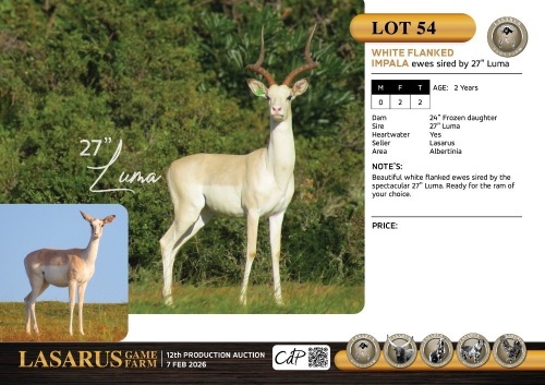 F:2 T:2 X White flanked impala ewes sired by 27" Luma. Lasarus Game Farm (Pay per Animal)