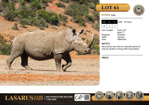 F:1 T:1 X Rhino cow. Lasarus Game Farm