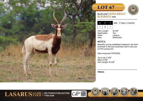 M:1 T:1 X Bushveld saddleback blesbuck ram. Lasarus Game Farm