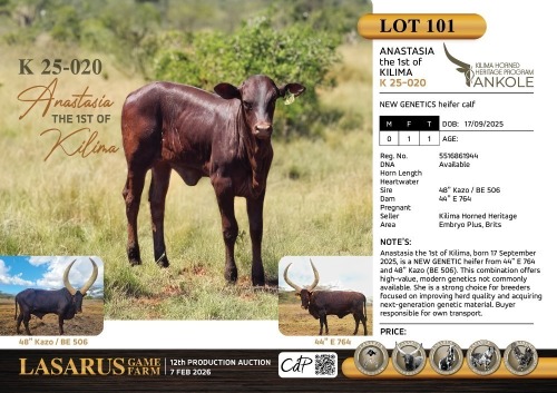 1X NEW GENETICS heifer calf Kilima Horned Heritage