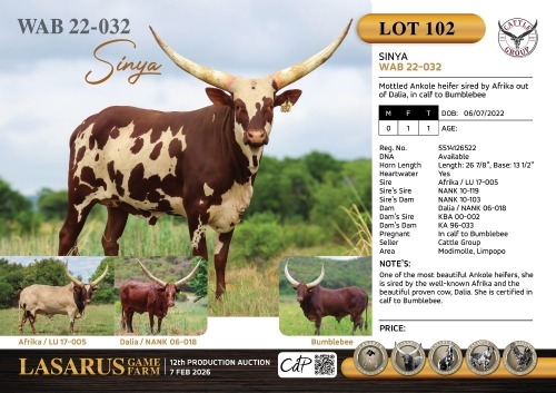 1X Mottled Ankole heifer sired by Afrika out of Dalia, in calf to Bumblebee Cattle Group