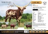 1X Mottled Ankole heifer sired by Afrika out of Dalia, in calf to Bumblebee Cattle Group