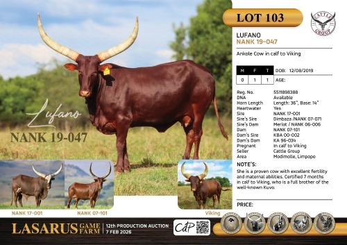 1X Ankole Cow in calf to Viking Cattle Group