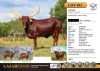 1X Ankole Cow in calf to Viking Cattle Group