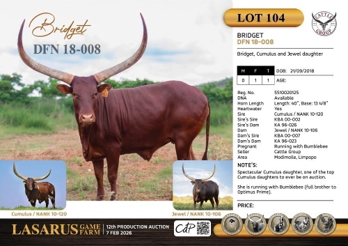 1X Bridget, Cumulus and Jewel daughter Cattle Group