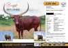 1X Bridget, Cumulus and Jewel daughter Cattle Group