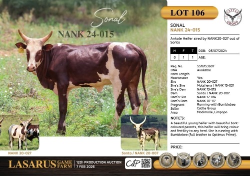 1X Ankole Heifer sired by NANK20-027 out of Sonto Cattle Group