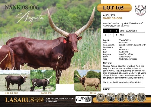 1X Ankole Cow sired by KBA 00-002 out of KA 96-018, in calf to Afrika Cattle Group