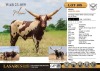 1X Cattle Group