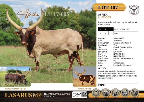 1X Proven Ankole bull sired by Kamali out of NANK 10-103 Cattle Group