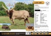 1X Proven Ankole bull sired by Kamali out of NANK 10-103 Cattle Group