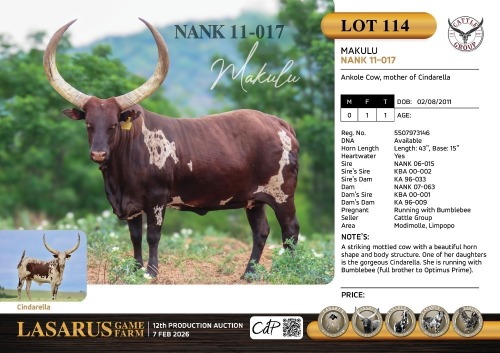 1X Ankole Cow, mother of Cindarella Cattle Group
