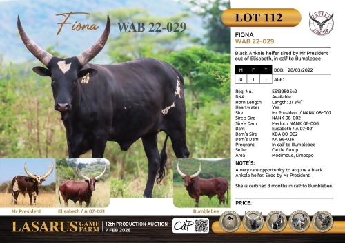 1X Black Ankole heifer sired by Mr President out of Elisabeth, in calf to Bumblebee Cattle Group