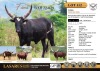 1X Black Ankole heifer sired by Mr President out of Elisabeth, in calf to Bumblebee Cattle Group