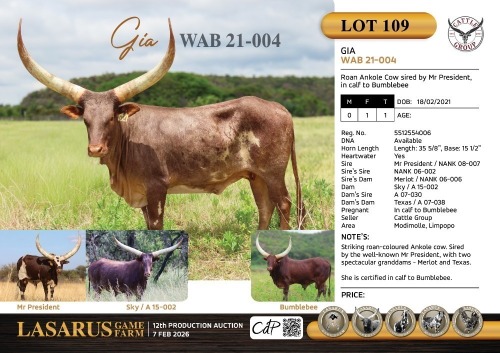 1X Roan Ankole Cow sired by Mr President in calf to Bumblebee Cattle Group