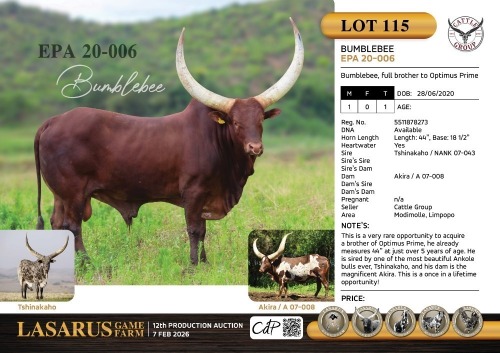 1X Bumblebee, full brother to Optimus Prime Cattle Group