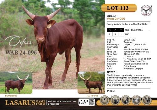 1X Young Ankole Heifer sired by Bumblebee Cattle Group